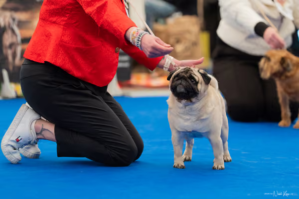 For Pets Cup – Čestná