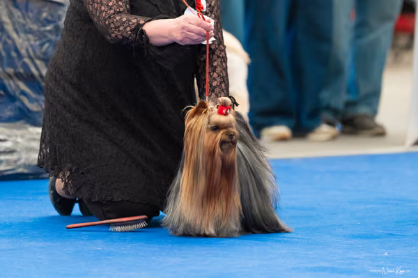 For Pets Cup – Čestná