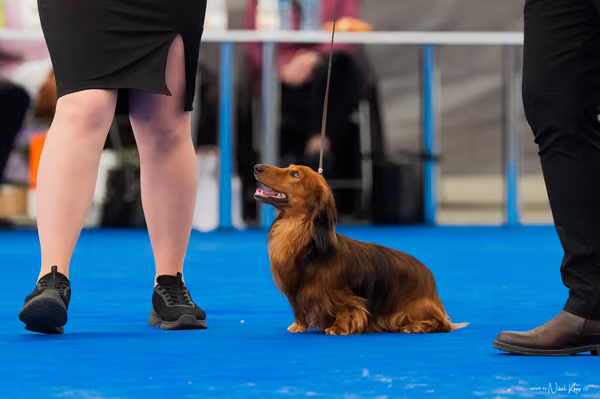 For Pets Cup – Čestná