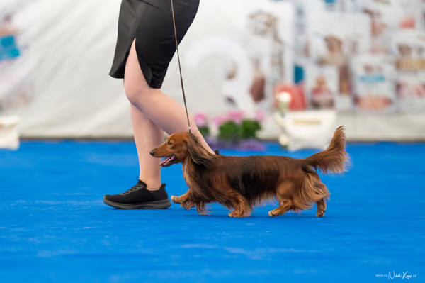 For Pets Cup – Čestná