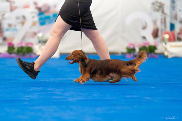For Pets Cup – Čestná