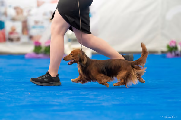 For Pets Cup – Čestná
