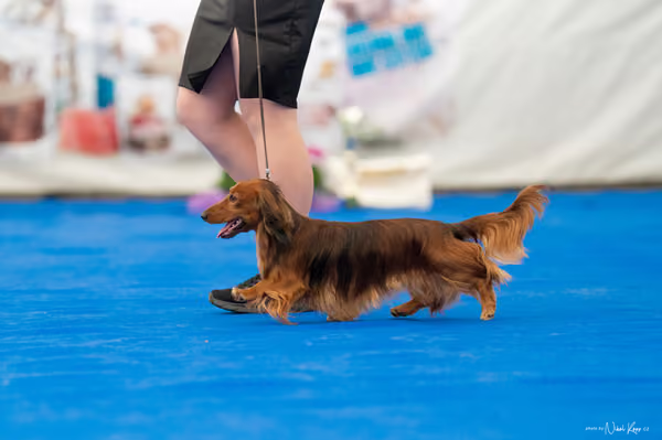 For Pets Cup – Čestná