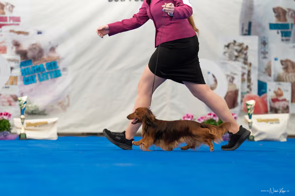 For Pets Cup – Čestná