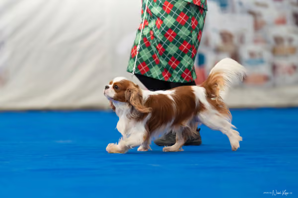 For Pets Cup – Čestná