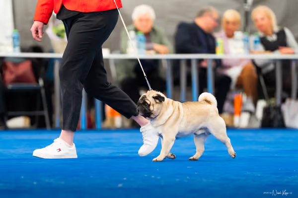 For Pets Cup – Čestná