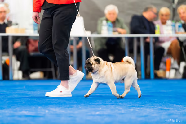 For Pets Cup – Čestná