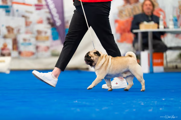 For Pets Cup – Čestná