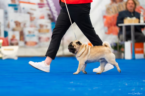 For Pets Cup – Čestná