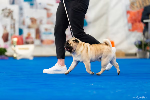 For Pets Cup – Čestná
