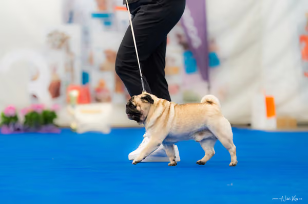 For Pets Cup – Čestná