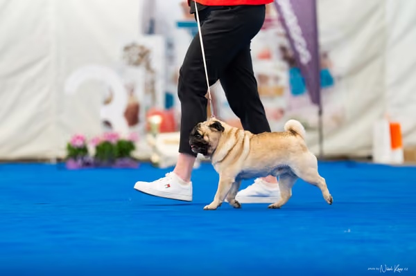 For Pets Cup – Čestná