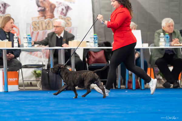 For Pets Cup — DSC03200