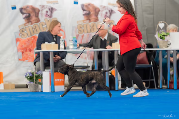 For Pets Cup — DSC03203
