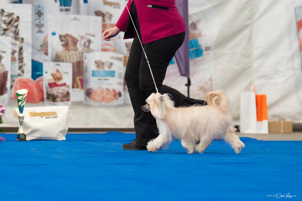 For Pets Cup — DSC03206
