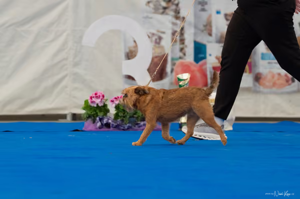 For Pets Cup — DSC03213