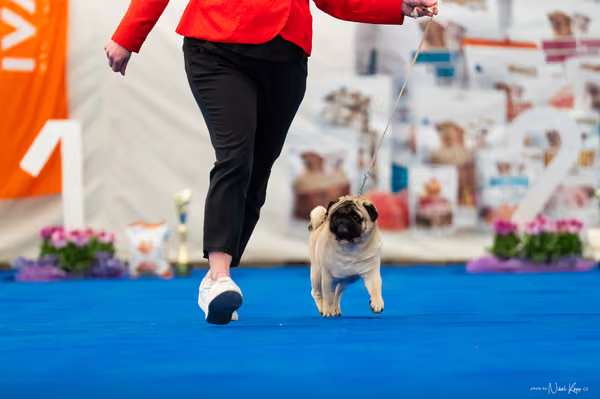 For Pets Cup – Čestná