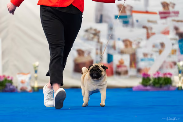 For Pets Cup – Čestná