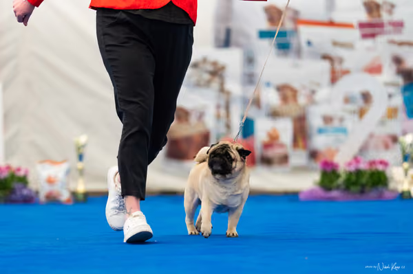 For Pets Cup – Čestná