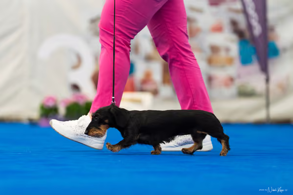 For Pets Cup – MLADÁ FENA