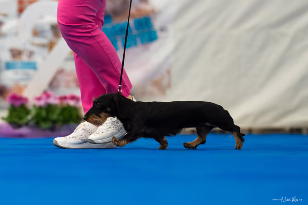 For Pets Cup – MLADÁ FENA
