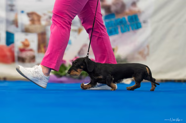 For Pets Cup – MLADÁ FENA