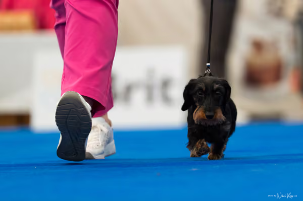 For Pets Cup – MLADÁ FENA
