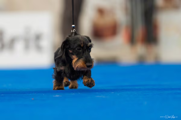 For Pets Cup – MLADÁ FENA