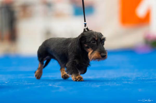 For Pets Cup – MLADÁ FENA