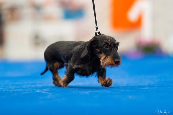 For Pets Cup – MLADÁ FENA