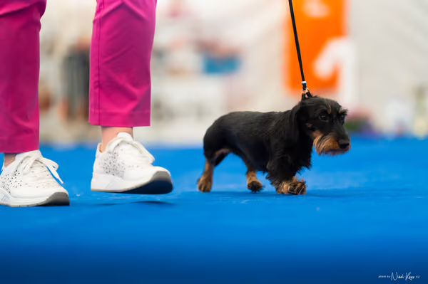For Pets Cup – MLADÁ FENA