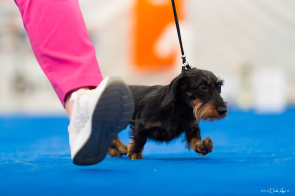 For Pets Cup – MLADÁ FENA