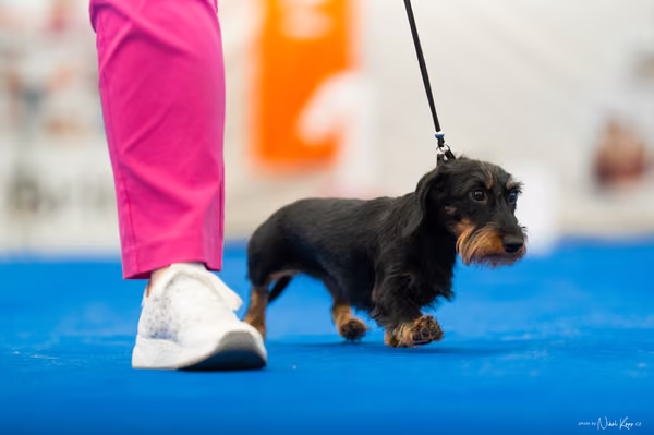 For Pets Cup – MLADÁ FENA