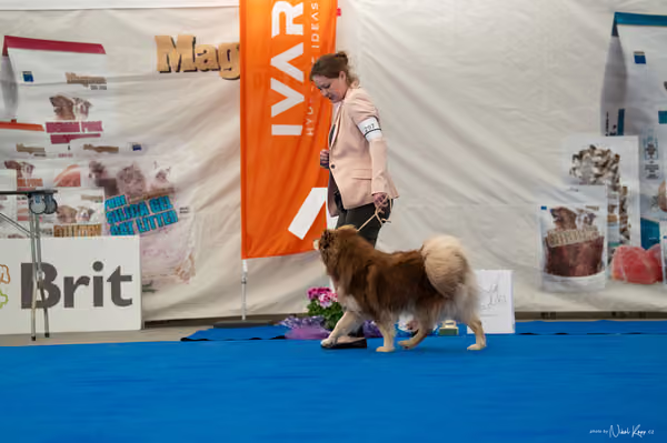 For Pets Cup — DSC03713