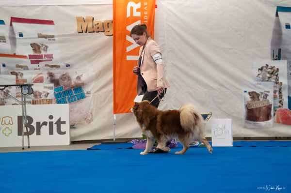 For Pets Cup — DSC03714