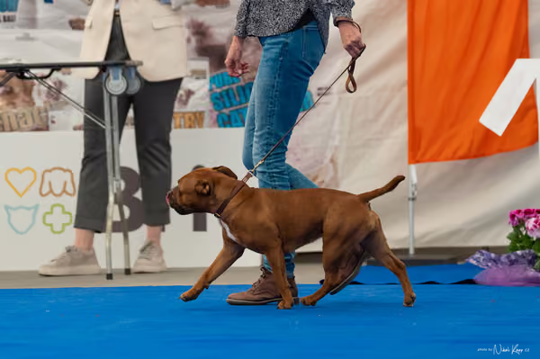 For Pets Cup – MLADÁ FENA