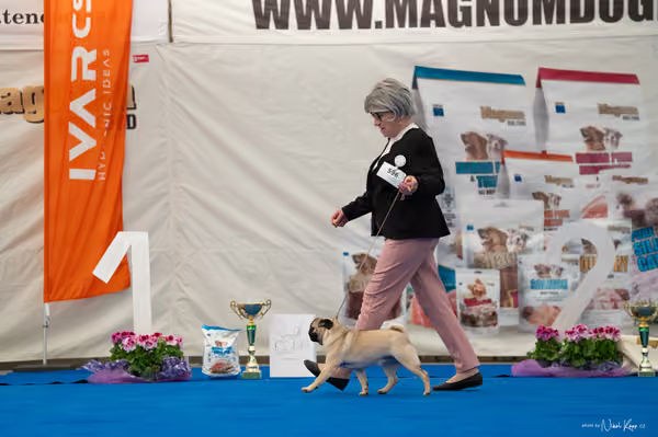 For Pets Cup – MLADÁ FENA