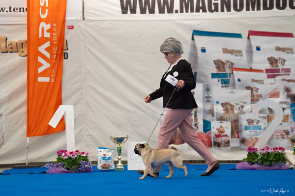 For Pets Cup – MLADÁ FENA
