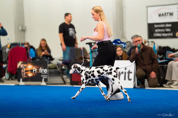 For Pets Cup — DSC03668