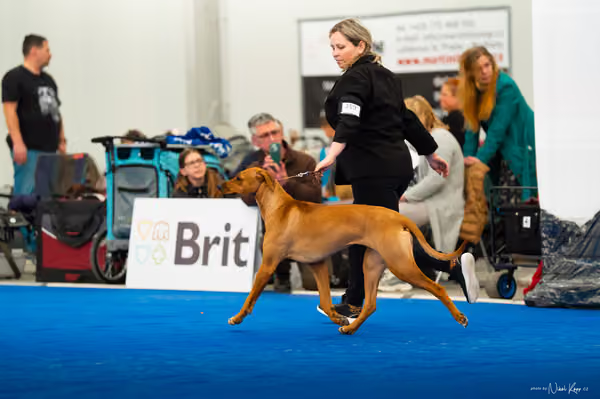 For Pets Cup — DSC03673