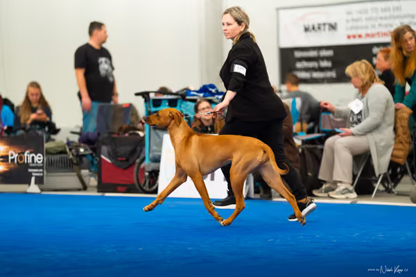 For Pets Cup — DSC03676