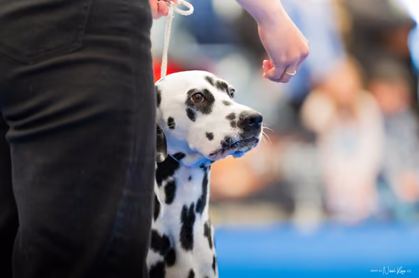 For Pets Cup – MLADÁ FENA