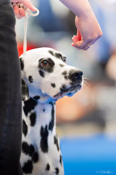 For Pets Cup – MLADÁ FENA