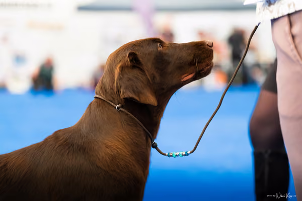 For Pets Cup – MLADÁ FENA