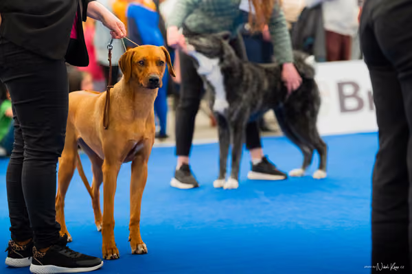 For Pets Cup – MLADÁ FENA