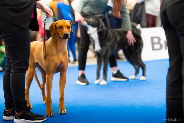 For Pets Cup – MLADÁ FENA