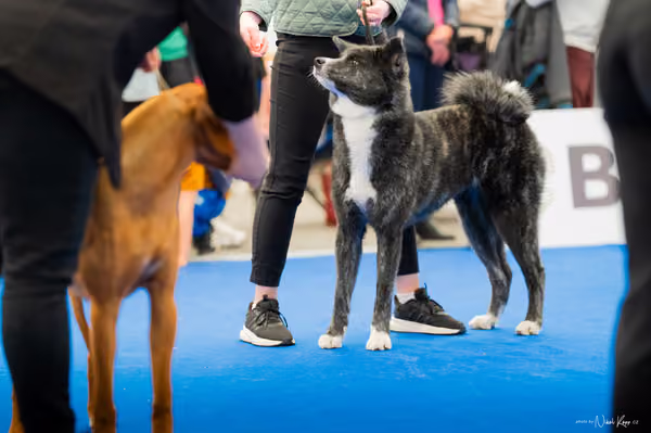 For Pets Cup – MLADÁ FENA
