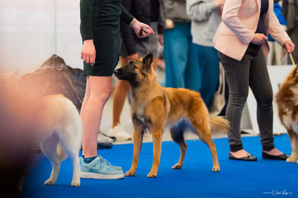 For Pets Cup – MLADÁ FENA