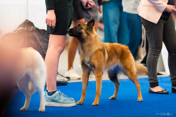 For Pets Cup – MLADÁ FENA