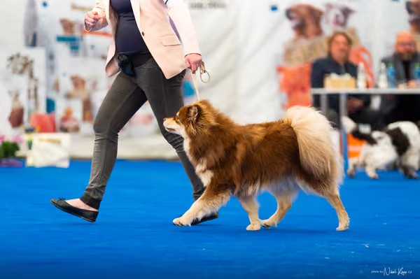 For Pets Cup – MLADÁ FENA